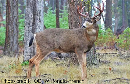 deer 2 graphic